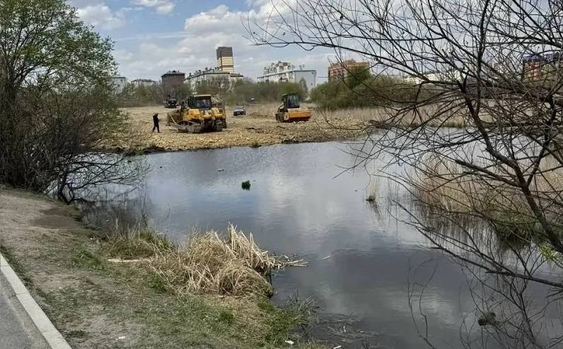 Утки с выводком остались без дома и оказались среди стройки в Приморье