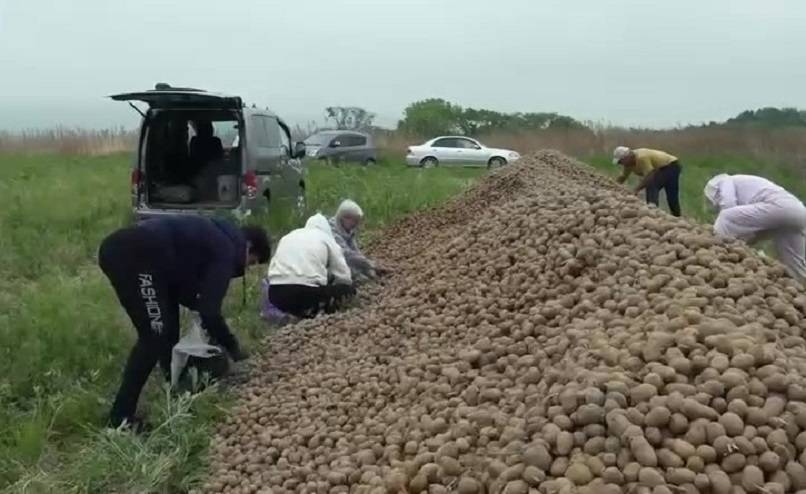 «Гребут ведрами»: бесплатной картошкой отличного сорта затариваются приморцы