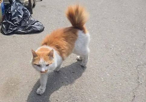 Кот, чудом выживший при пожаре на Спортивном рынке во Владивостоке, ищет дом