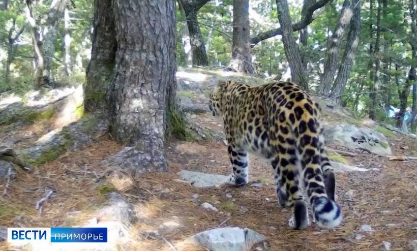 Туристы случайно встретили в Приморье редчайшего в мире дальневосточного леопарда