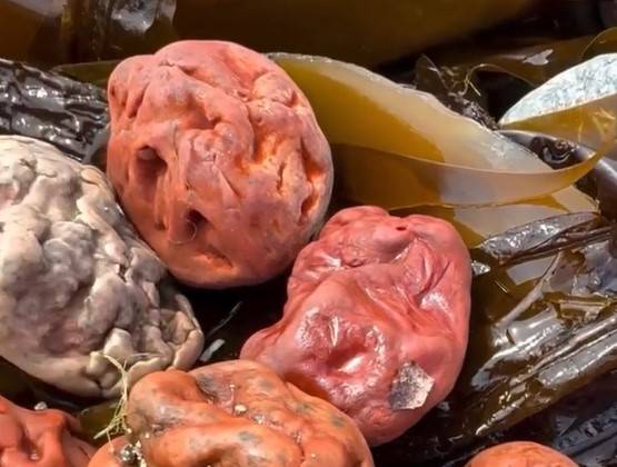 Необычные морские существа выбросило на берег Рудной Пристани в Приморье