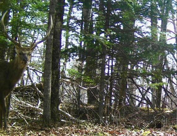 Олень решил превратить свои уши в крылья дельтаплана