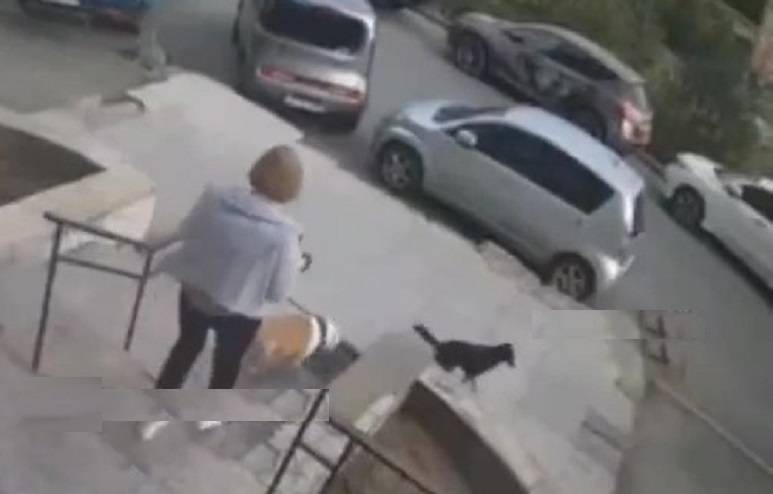 Бойцовская собака держит в страже жителей многоэтажки во Владивостоке