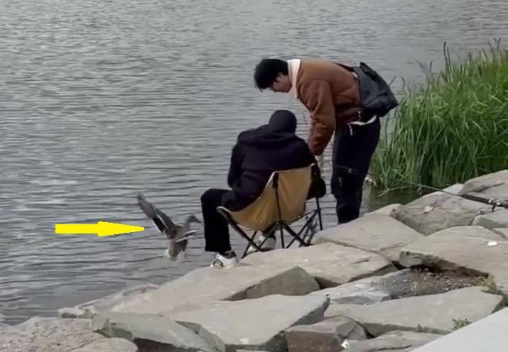 Грозное «кря-кря» услышали в свой адрес рыбаки на озере во Владивостоке