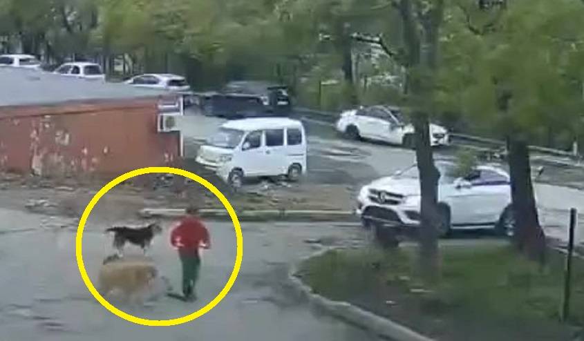 Стая агрессивных собак напала на ребенка во дворе многоэтажек во Владивостоке