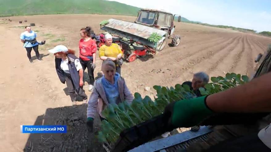 «Камни лезут»: интересный «урожай» получают сейчас овощеводы Фроловки в Приморье