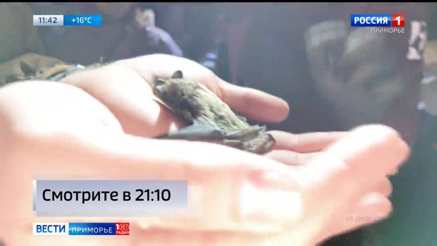 Два десятка летучих мышей выпустили на волю во Владивостоке