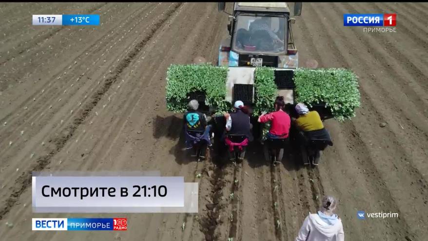 То ли сеют, то ли собирают: овощеводы Приморья вышли в поля