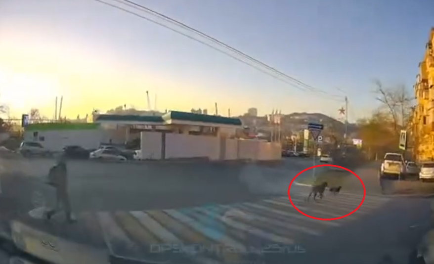 "Хвостатая няня": забавное видео сняли во Владивостоке