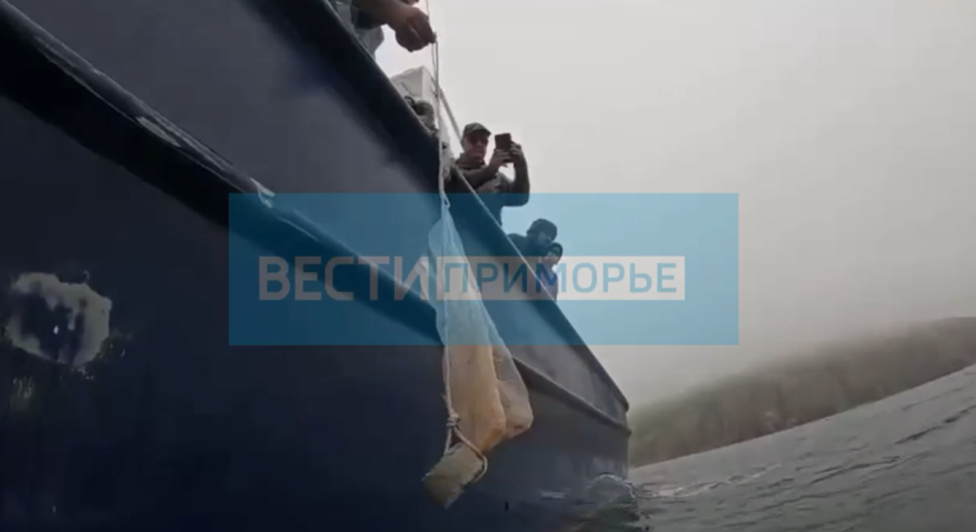 Приморские ученые восстанавливают популяцию камчатского краба