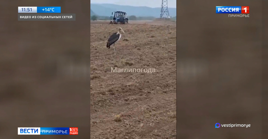 Африканский марабу в Приморье! Орнитологи ведут фотоохоту на необычного "залетного" гостя