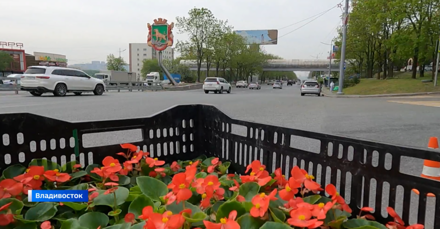 До полумиллиона цветов и разных саженцев высадят в этом сезоне на улицах Владивостока