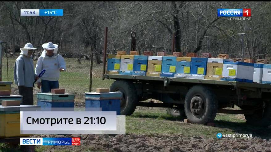 Приморские пасеки готовят к сезону медосбора