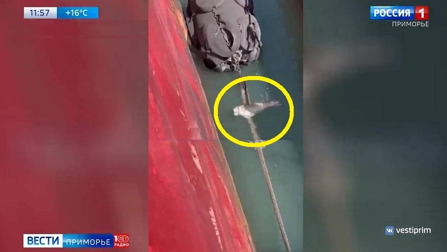 Морской котик расположился на канатах и с любопытством изучал экипаж судна на Русском острове
