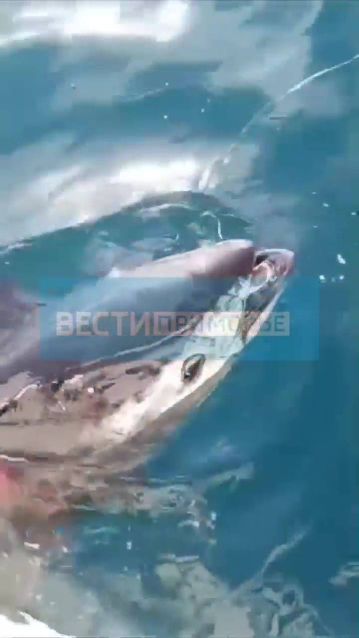 Вслед за тунцом в Приморье появится белая акула – эксперты