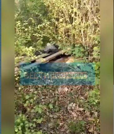 В тайге нашли тушу застрелянного тюленя