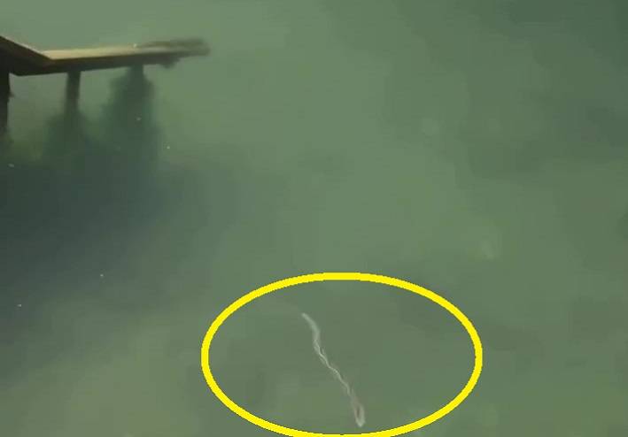 Стая водоплавающих змей замечена на популярном пляже Приморья
