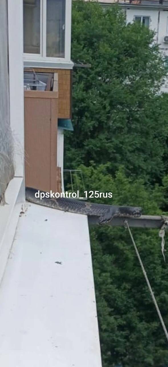 Жуткая тварь забралась по фасаду на восьмой этаж жилого дома во Владивостоке