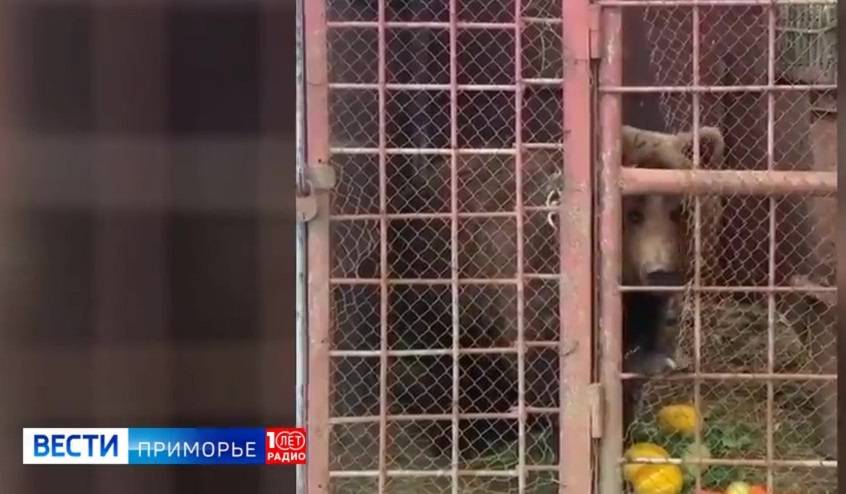 Медленным убийством назвали условия содержания медведя в селе Приморья