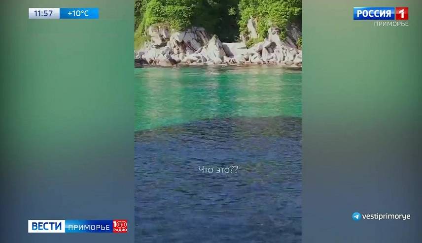 «Безразмерный» косяк рыб зашел в приморскую бухту Триозёрье