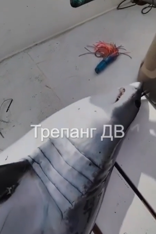 Четырехчасовой бой с акулами приняли рыбаки: опасные хищницы пришли за тунцом в Приморье