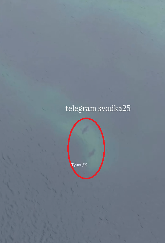 Погоню крупных морских хищников за гигантским косяком иваси сняли на видео в Приморье