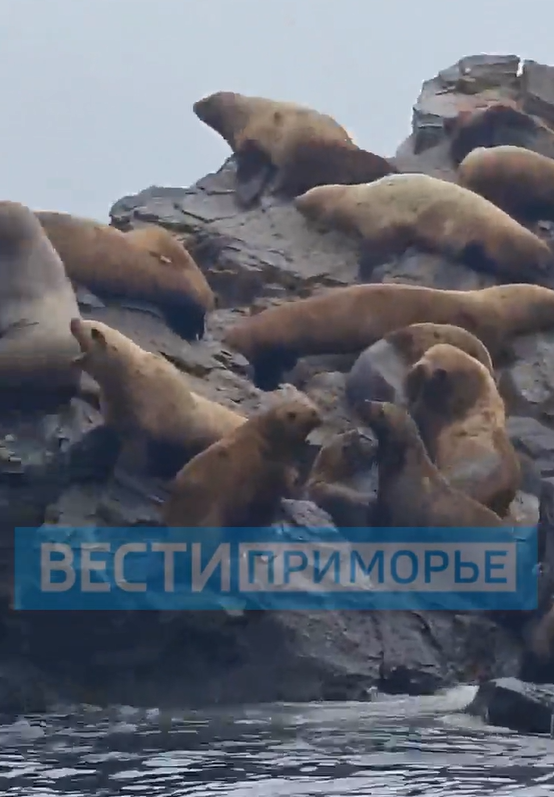 На юго-востоке Приморья - "зоопарк" сивучей!