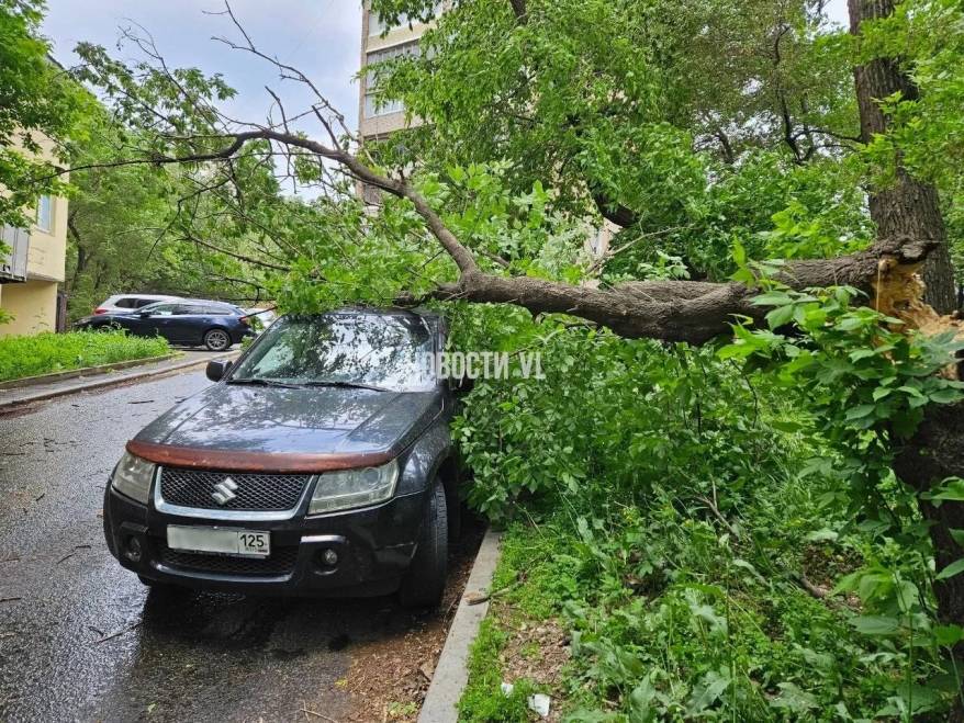 Во Владивостоке одно дерево упало на автомобиль, другое - перекрыло дорогу