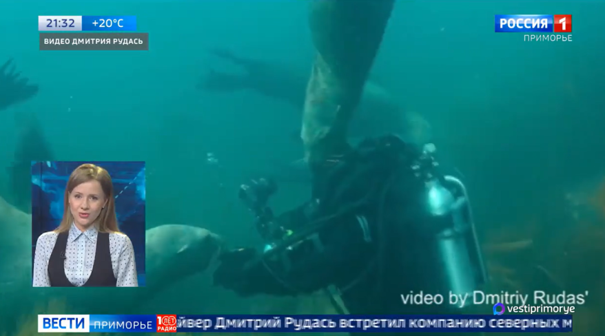 Стая морских львов "атаковала" дайвера у берегов Приморья