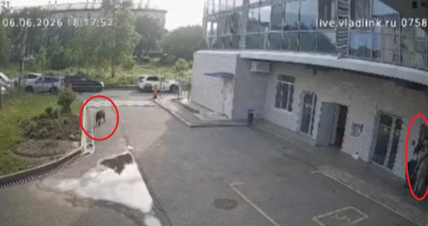 Кабан забежал во двор элитного жилого комплекса в Артеме