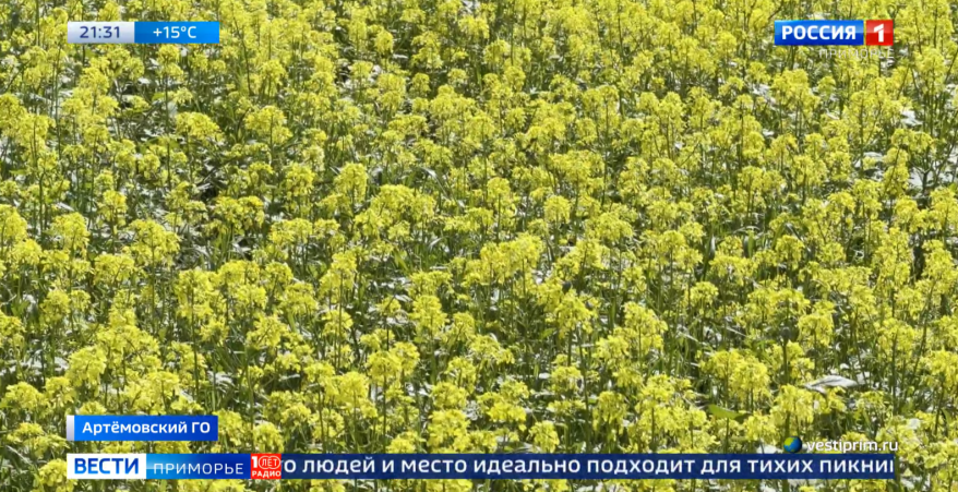 Поле зацвело: новая локация для ярких фотосессий появилась в Приморье