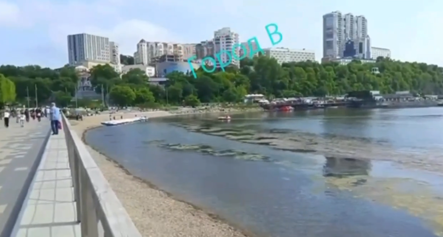 Спортивную гавань во Владивостоке затянуло тиной