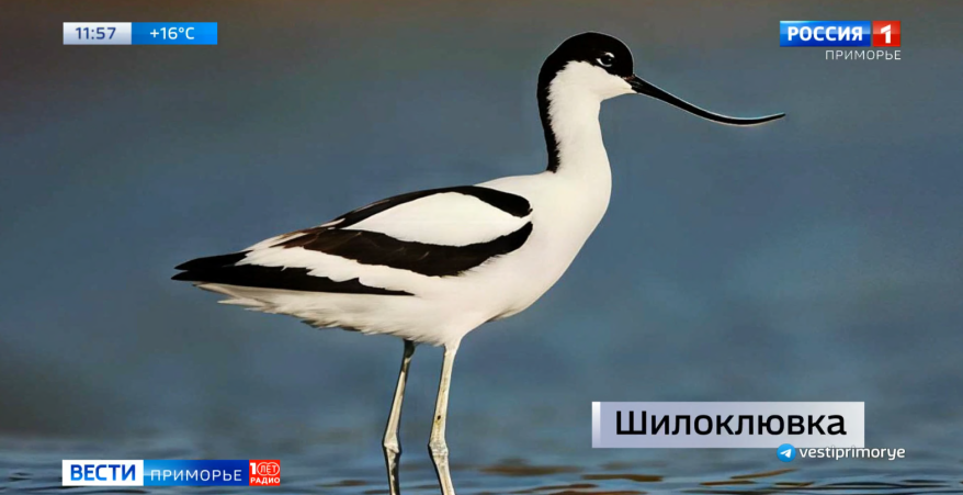Редкие пернатые гости появились в Приморье