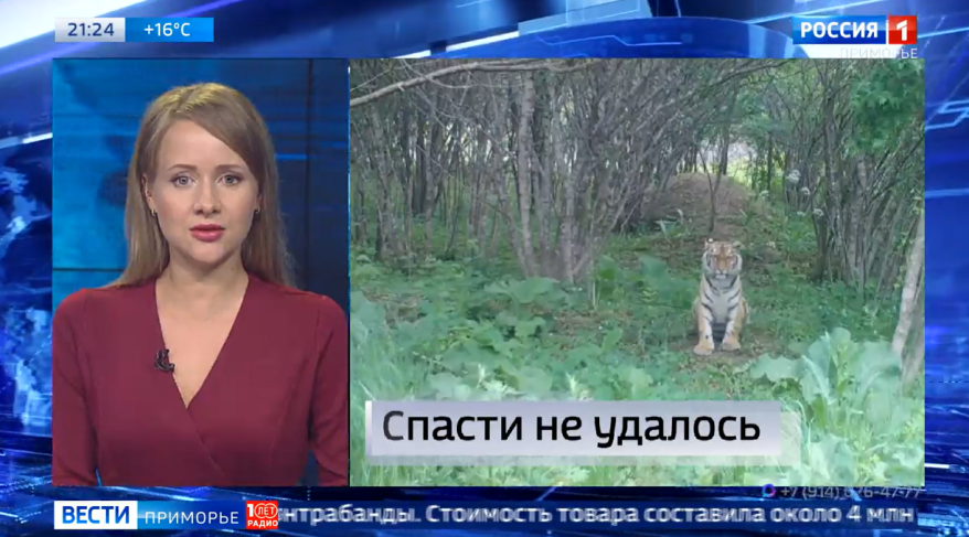 Новости дня: Погибла тигрица. Контрабанда рыбы. Старт купального сезона