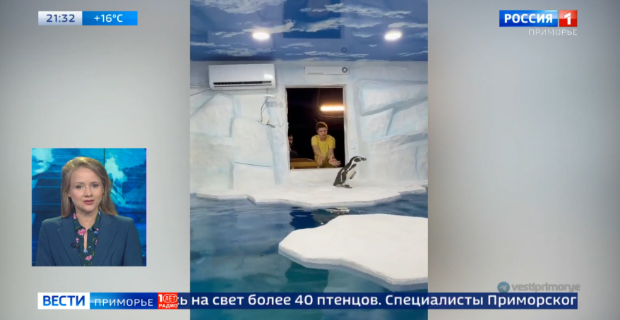Четырех пингвинов Гумбольдта отправили из Владивостока в Оренбург