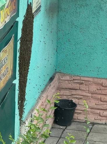 «Люди напуганы»: рой пчел «прописался» на фасаде дома в Находке