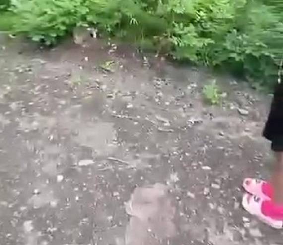 «Больно до слез от увиденного»: малышей бросили у дороги в Приморье