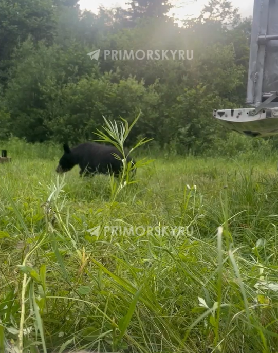 Медведица, которую после "марафонского заплыва" поймали во Владивостоке, вернулась в тайгу