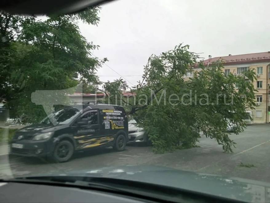 Дерево упало на автомобили во Владивостоке