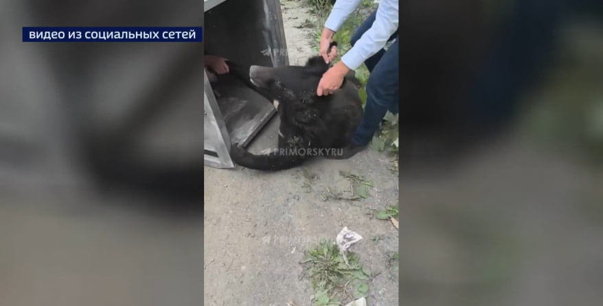 Стала известна дальнейшая судьба медвежонка, которого отловили во Владивостоке