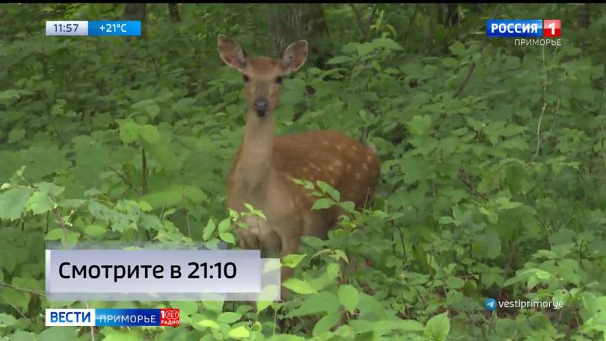 Новый дом обрели «пятнашки» в Приморье