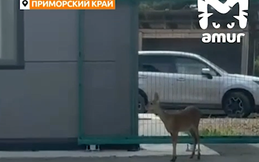 Оленёнок заблудился в приморском поселке