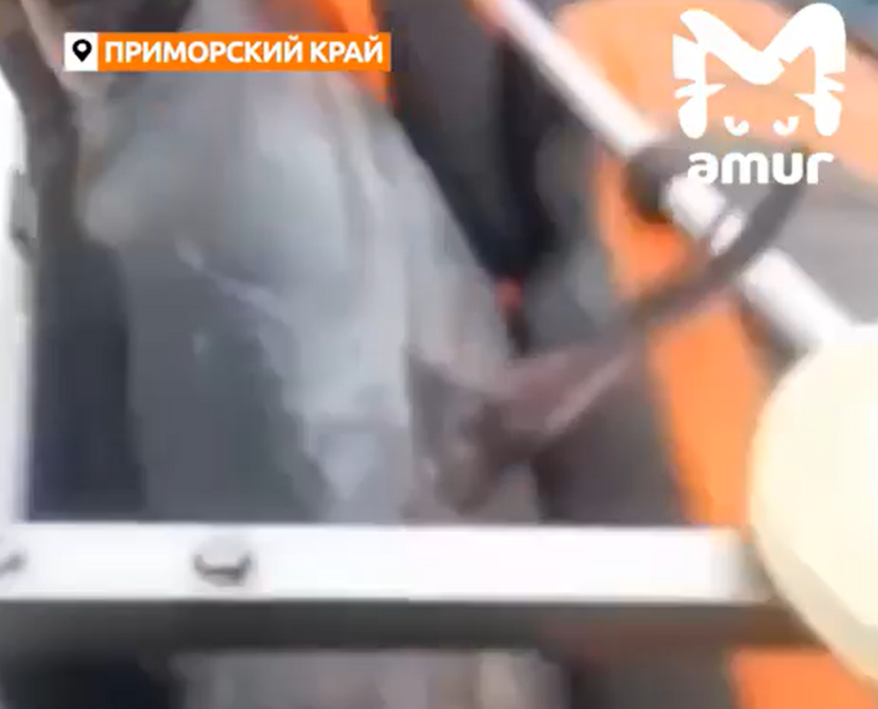 Гигантский тунец едва не утопил лодку с рыбаками в Приморье