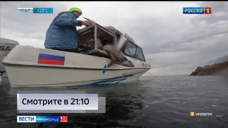 Заблудившегося тюленя спасли из реки Раздольной в Приморье