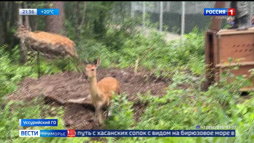 Изящные пятнистые создания сменили прописку в Приморье
