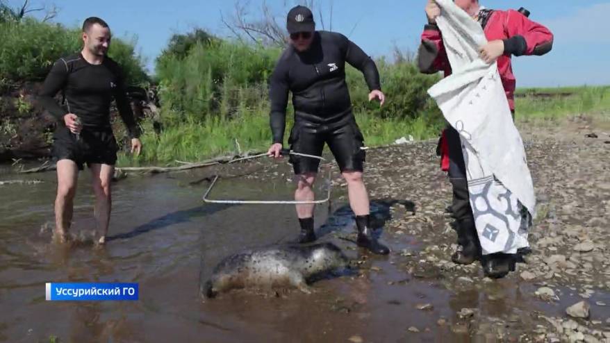Заплутавшего тюленя вернули в море из реки под Уссурийском