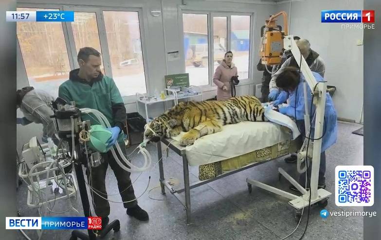Редких хищниц отправили из Приморья в хоспис диких кошек «Дом тигра»