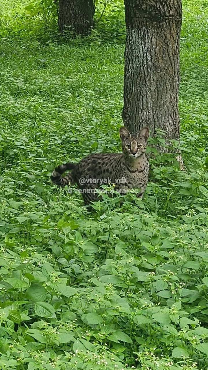 Во Владивостоке заметили сбежавшую африканскую кошку