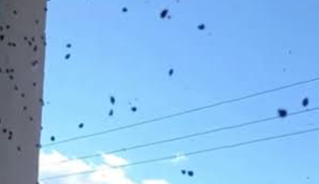 Полчища насекомых атауют жителей Владивостока