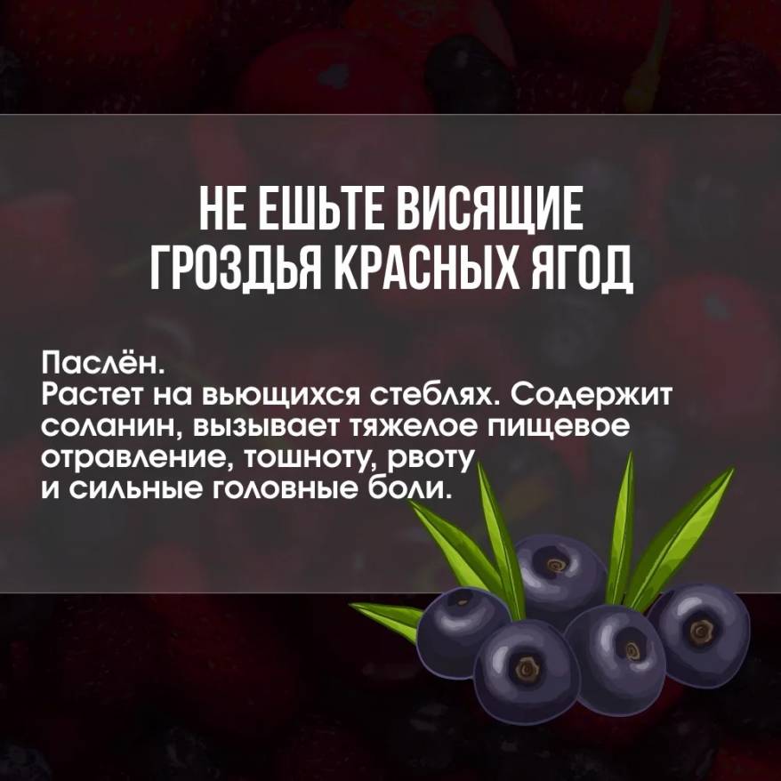 Врачи предупреждают об опасности ядовитых ягод в лесах и парках Приморья